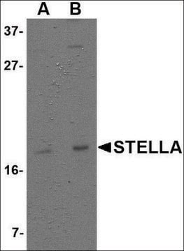 Anti-Stella antibody produced in rabbit affinity isolated antibody, buffered aqueous solution