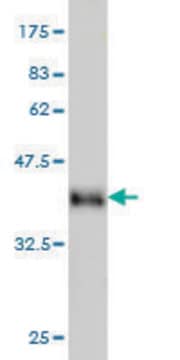 Monoclonal Anti-DYRK2 antibody produced in mouse clone 3G5, purified immunoglobulin, buffered aqueous solution