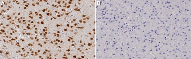 Anticorps anti-NeuN serum, from guinea pig