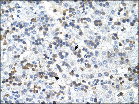 Anti-PRMT2 antibody produced in rabbit IgG fraction of antiserum