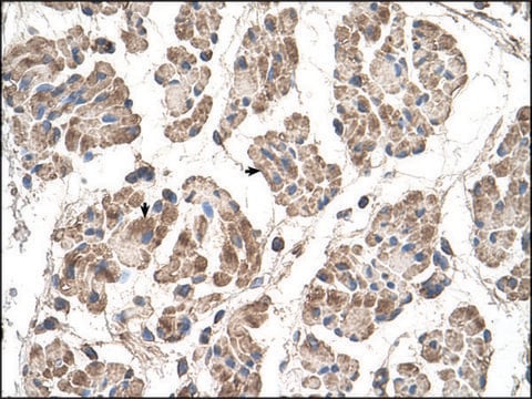 Anti-MOSPD3 antibody produced in rabbit IgG fraction of antiserum