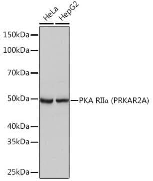 Anti-PKA RII&#945; (PRKAR2A) Antibody, clone 9C6B3, Rabbit Monoclonal