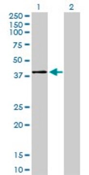 Monoclonal Anti-MAPK11 antibody produced in mouse clone 1F9, purified immunoglobulin, buffered aqueous solution