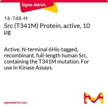 Src (T341M) Protein, active, 10 &#181;g Active, N-terminal 6His-tagged, recombinant, full-length human Src, containing the T341M mutation. For use in Kinase Assays.