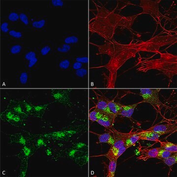 Monoclonal Anti-Shank1/Shank3 - Rpe antibody produced in mouse clone S367-51, purified immunoglobulin