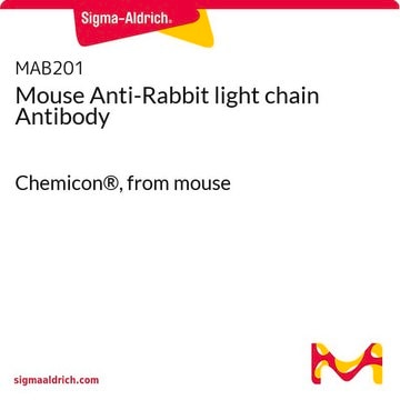 Anticorps de souris anti-chaîne légère de lapin Chemicon&#174;, from mouse