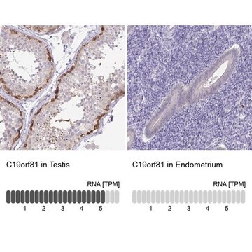 Anti-C19orf81 antibody produced in rabbit Prestige Antibodies&#174; Powered by Atlas Antibodies, affinity isolated antibody, buffered aqueous glycerol solution