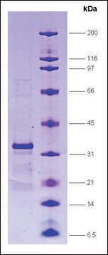 GAL4 [(1-147) + VP16 (411-490)] from Saccharomyces cerevisiae human herpesvirus 2 recombinant, expressed in E. coli, &#8805;80% (SDS-PAGE)