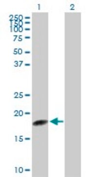 Anti-C1orf19 antibody produced in rabbit purified immunoglobulin, buffered aqueous solution