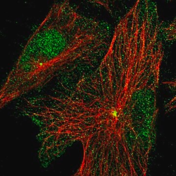 Anti-PRICKLE3 antibody produced in rabbit Prestige Antibodies&#174; Powered by Atlas Antibodies, affinity isolated antibody