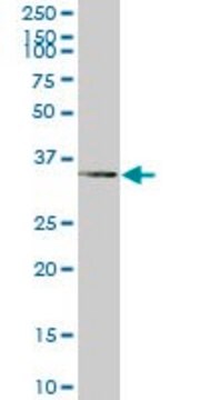 Monoclonal Anti-TAZ antibody produced in mouse clone 2B3, purified immunoglobulin, buffered aqueous solution