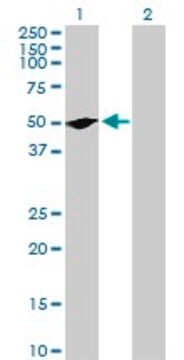 Anti-RUNDC3A antibody produced in mouse purified immunoglobulin, buffered aqueous solution