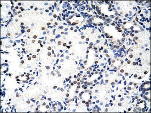 Anti-NCL (AB2) antibody produced in rabbit IgG fraction of antiserum