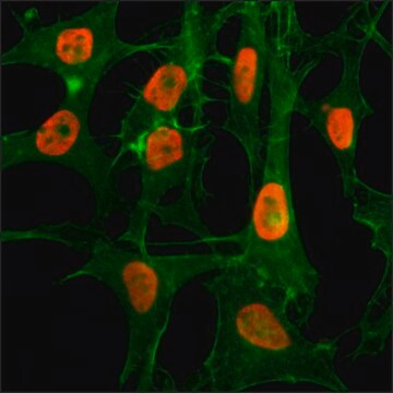 抗-乙酰组蛋白 H3（Lys56）抗体，兔单克隆 recombinant, expressed in HEK 293 cells, clone RM179, purified immunoglobulin