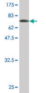 Monoclonal Anti-IL1RAP antibody produced in mouse clone 2A3, purified immunoglobulin, buffered aqueous solution