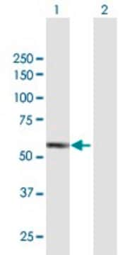 Anti-IRAK4 antibody produced in mouse purified immunoglobulin, buffered aqueous solution