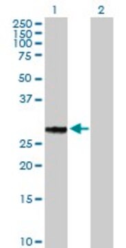 Anti-GFOD2 antibody produced in mouse purified immunoglobulin, buffered aqueous solution