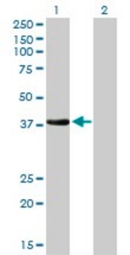 Monoclonal Anti-NKX2-5 antibody produced in mouse clone 1E4-G5, purified immunoglobulin, buffered aqueous solution