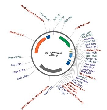 PSF-CMV-SPEC - SPECTINOMYCIN RESISTANT PLASMID plasmid vector for molecular cloning