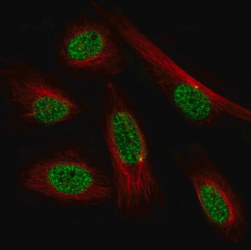 Monoclonal Anti-Prrx1 Antibody Produced In Mouse Prestige Antibodies&#174; Powered by Atlas Antibodies, clone CL14471, affinity isolated antibody, buffered aqueous glycerol solution