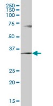 Anti-GGPS1 antibody produced in mouse purified immunoglobulin, buffered aqueous solution