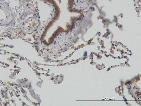 Monoclonal Anti-STIP1, (C-terminal) antibody produced in mouse clone 1E3, purified immunoglobulin, buffered aqueous solution