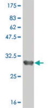 Monoclonal Anti-ZDHHC8 antibody produced in mouse clone 1C5, purified immunoglobulin, buffered aqueous solution