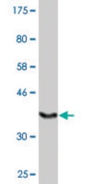 Monoclonal Anti-FLJ23577 antibody produced in mouse clone 4B10, ascites fluid