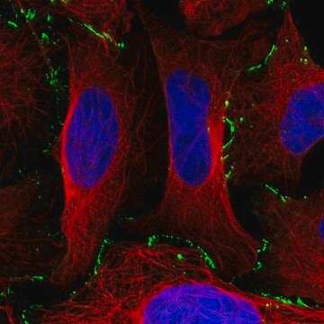 Anti-EDA2R antibody produced in rabbit Prestige Antibodies&#174; Powered by Atlas Antibodies, affinity isolated antibody