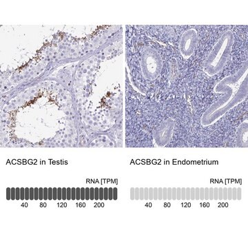 Anti-ACSBG2 antibody produced in rabbit Prestige Antibodies&#174; Powered by Atlas Antibodies, affinity isolated antibody, buffered aqueous glycerol solution