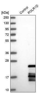 Anti-POLR1D antibody produced in rabbit Prestige Antibodies&#174; Powered by Atlas Antibodies, affinity isolated antibody, buffered aqueous glycerol solution