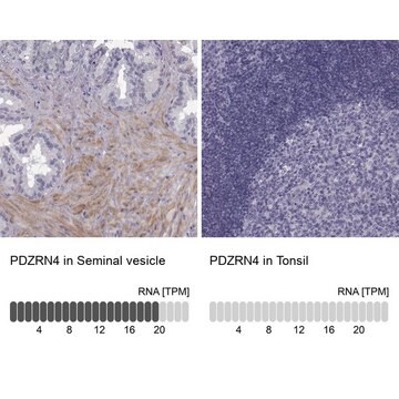 Anti-PDZRN4 Prestige Antibodies&#174; Powered by Atlas Antibodies, affinity isolated antibody