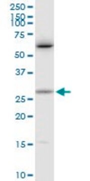 Anti-CTF1 antibody produced in rabbit purified immunoglobulin, buffered aqueous solution