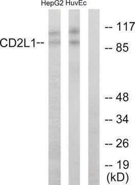 Anti-CDC2L1 antibody produced in rabbit affinity isolated antibody