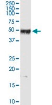 Anti-PPP1R12B antibody produced in rabbit purified immunoglobulin, buffered aqueous solution