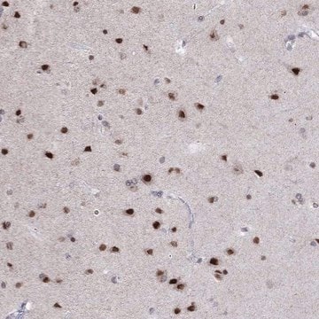 Anti-HES5 antibody produced in rabbit Prestige Antibodies&#174; Powered by Atlas Antibodies, affinity isolated antibody