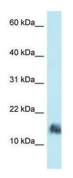 Anti-SRGN (N-terminal) antibody produced in rabbit affinity isolated antibody