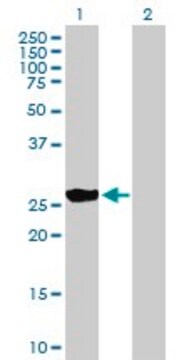 Anti-BNIP1 antibody produced in mouse purified immunoglobulin, buffered aqueous solution