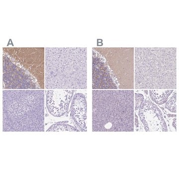 Anti-SYT1 antibody produced in rabbit Prestige Antibodies&#174; Powered by Atlas Antibodies, affinity isolated antibody, buffered aqueous glycerol solution