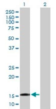 Anti-TTC32 antibody produced in mouse purified immunoglobulin, buffered aqueous solution