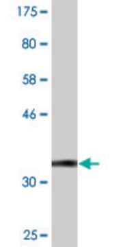 Monoclonal Anti-ADSSL1 antibody produced in mouse clone 2D12, purified immunoglobulin, buffered aqueous solution