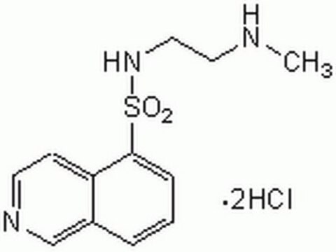 H-8, Dihydrochloride A potent, cell-permeable, reversible, and ATP-competitive inhibitor of cyclic-nucleotide-dependent protein kinases.