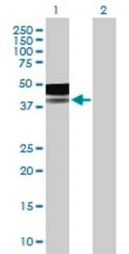 Anti-PLA2G15 antibody produced in mouse purified immunoglobulin, buffered aqueous solution