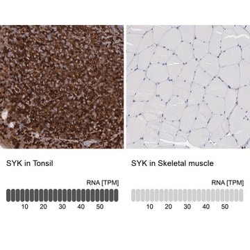 Anti-SYK antibody produced in rabbit Prestige Antibodies&#174; Powered by Atlas Antibodies, affinity isolated antibody, buffered aqueous glycerol solution