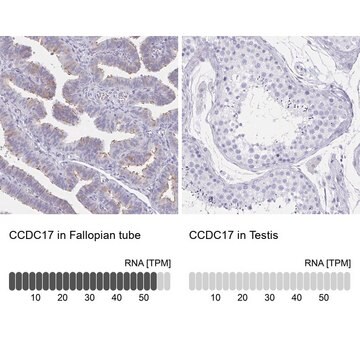 Anti-CCDC17 antibody produced in rabbit Prestige Antibodies&#174; Powered by Atlas Antibodies, affinity isolated antibody, buffered aqueous glycerol solution