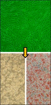 Human Preadipocytes: HPAd, adult subcutaneous