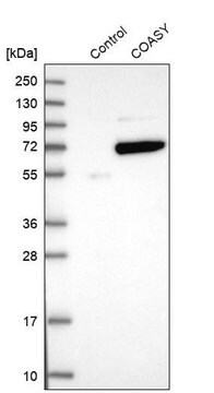 Anti-COASY antibody produced in rabbit Prestige Antibodies&#174; Powered by Atlas Antibodies, affinity isolated antibody, buffered aqueous glycerol solution, Ab3