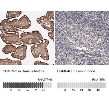 Anti-CHMP4C antibody produced in rabbit affinity isolated antibody, buffered aqueous glycerol solution