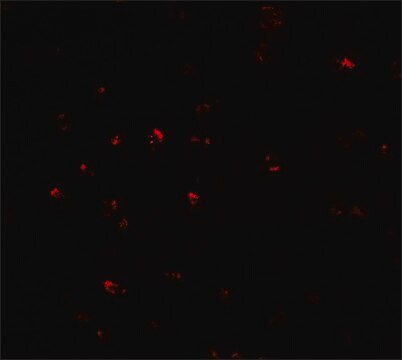 Anti-CITED2 antibody produced in rabbit affinity isolated antibody