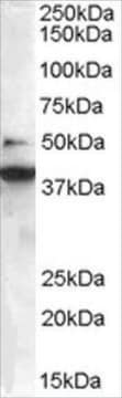 Anti-BIF-1/SH3GLB1 antibody produced in goat affinity isolated antibody, buffered aqueous solution